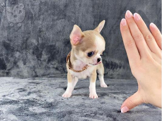 Κουτάβια AKC reg Chihuahua